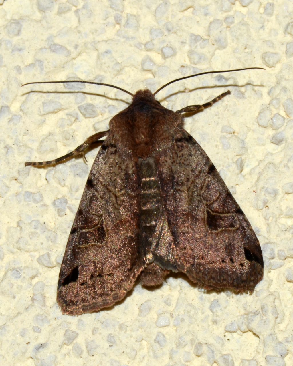 Noctuidae 2